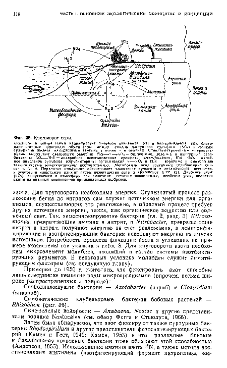 Симбиотические клубеньковые бактерии бобовых растений — Rhizobium (фиг. 36).