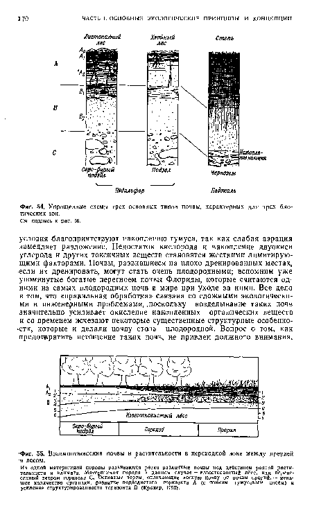 Упрощенные схемы трех основных типов почвы, характерных для трех биотических зон.