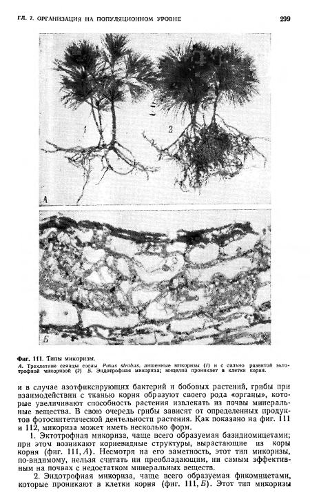 Типы микоризы.