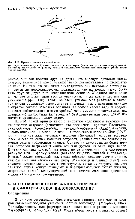 Два вида поползней (/ н 2) очень сходны при аллопатрии (когда они разделены географически), но сильно различаются по размеру клюва и заглазничной полосы при симпатрни (когда встречаются вместе).