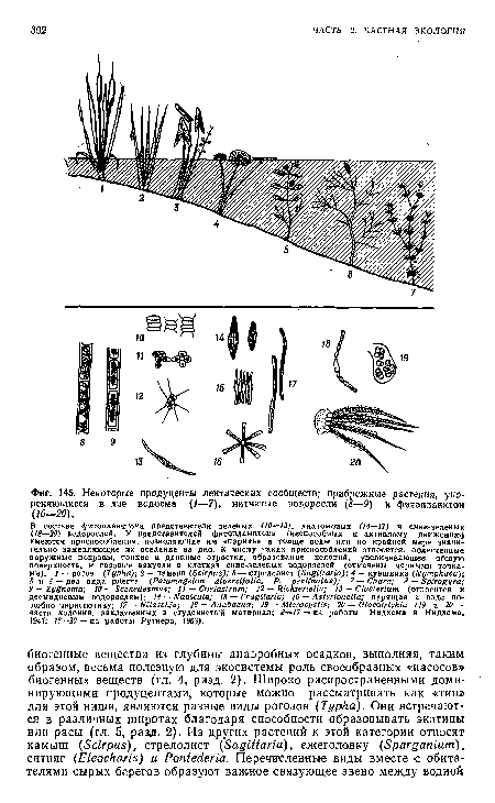 Некоторые продуценты лентических сообществ; прибрежные растения, укореняющиеся в дне водоема (1—7), нитчатые водоросли (8—9) и фитопланктон (10—20).
