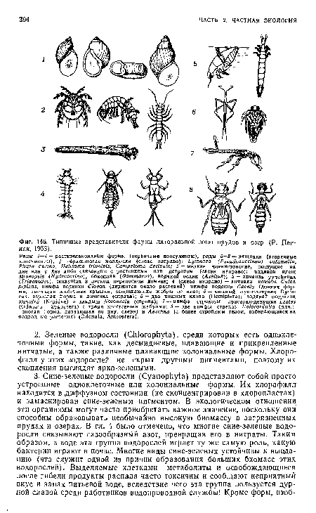 Типичные представители фауны литоральной зоны прудов и озер (Р. Пен-нак, 1953).