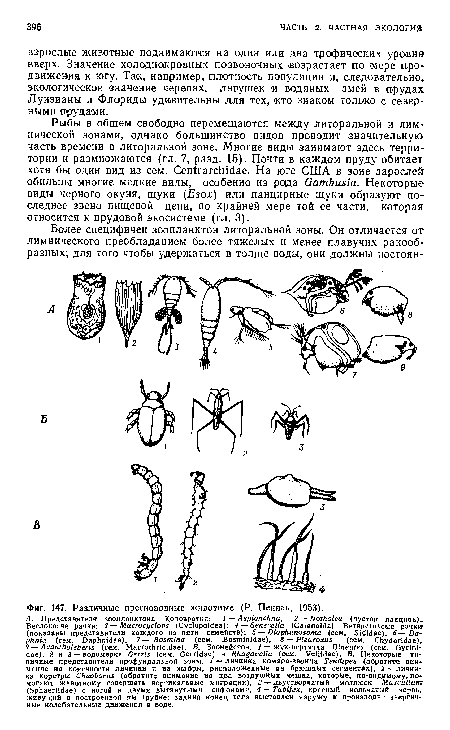 Различные пресноводные животные (Р. Пеннак, 1953).