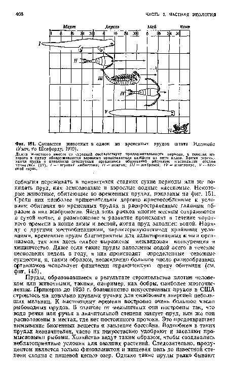 Сукцессия животных в одном из временных прудов штата Иллинойс (Уэлч, по Шелфорду, 1919).