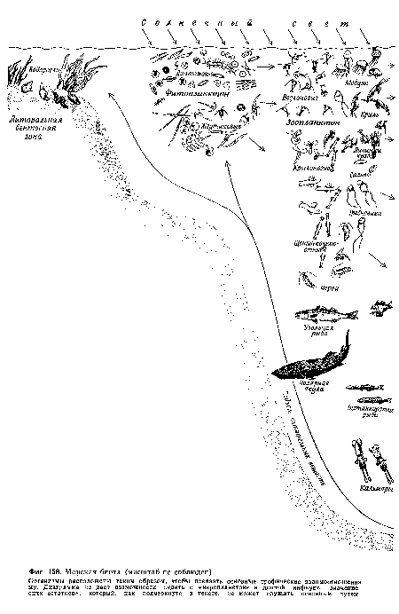 Морская биота (масштаб не соблюден).