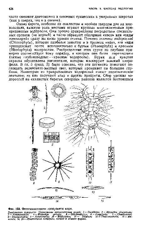 Фитопланктонные продуценты моря.