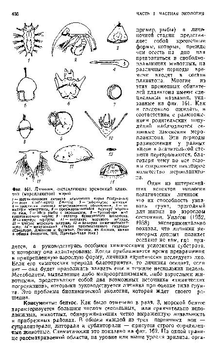 Личинки, составляющие временный планк тон (меропланктон) морей