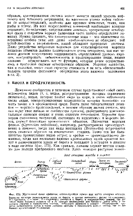 Жизненный цикл креветки, использующей лиман как место откорма молоди.