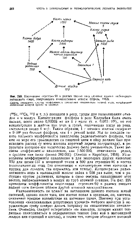 Накопление стронция-90 в разных частях сетн питания одного небольшого канадского озера, получающего низкоактивные отходы (Офель, 1963).