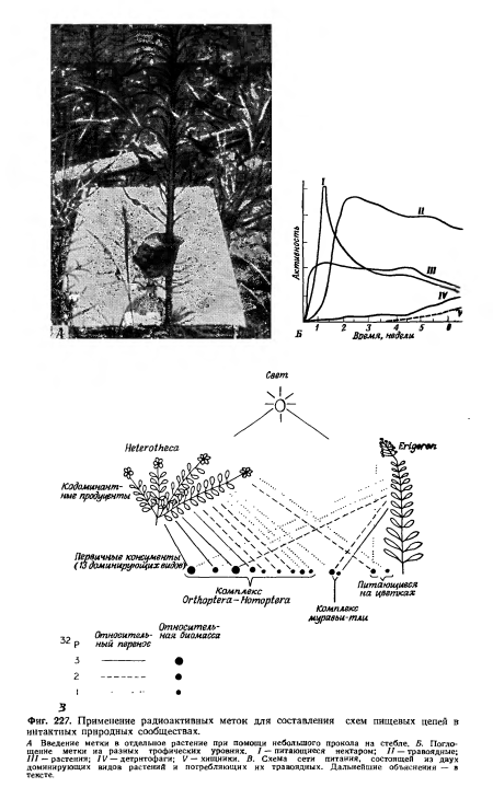 А Введение метки в отдельное растение при помощи небольшого прокола на стебле. Б. Поглощение метки иа разных трофических уровнях. I — питающиеся нектаром; II — травоядные; ///— растения; IV — детрнтофаги; V — хищники. В. Схема сети питания, состоящей из двух доминирующих видов растений и потребляющих их травоядных. Дальнейшие объяснения — в тексте.