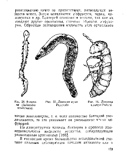 Личинка хруща рисунок