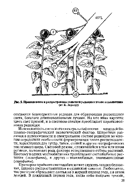 Для растения изображенного на рисунке характерно