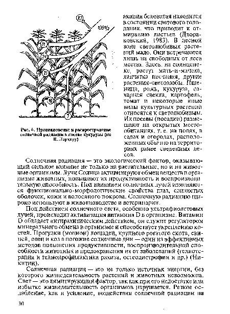 Проникновение и распространение солнечной радиации в посеве кукурузы (по В. Лархеру)