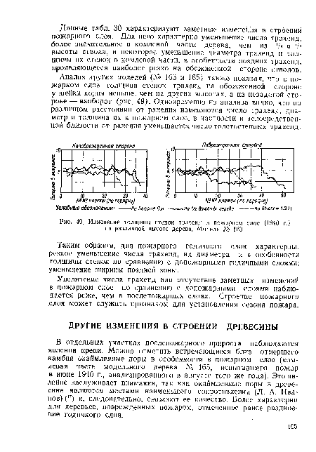 Анализ других моделей (№> 163 и 165) также показал, что в пожарном слое толщина стенок трахеид на обожженной стороне у шейки корня меньше, чем на других высотах, а на незадетой стороне—наоборот (рис. 49). Одновременно из анализа видно, что на различном расстоянии от ранения изменяются число трахеид, диаметр и толщина их в пожарном слое, в частности в непосредственной близости от ранения уменьшается число толстостенных трахеид.