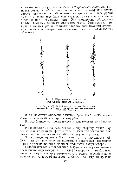 Образование еиороносцев кукушкина льна на вырубках.