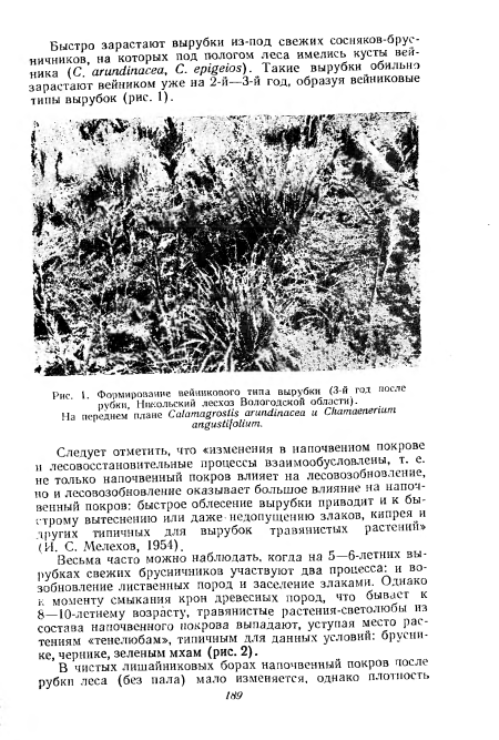 Формирование вейникового типа вырубки (3-й год после рубки, Никольский лесхоз Вологодской области).