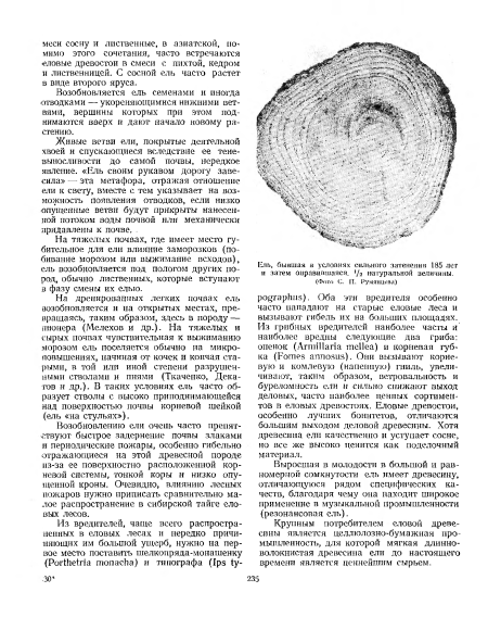 На тяжелых почвах, где имеет место губительное для ели влияние заморозков (побивание морозом или выжимание всходов), ель возобновляется под пологом других пород, обычно лиственных, которые вступают в фазу смены их елью.