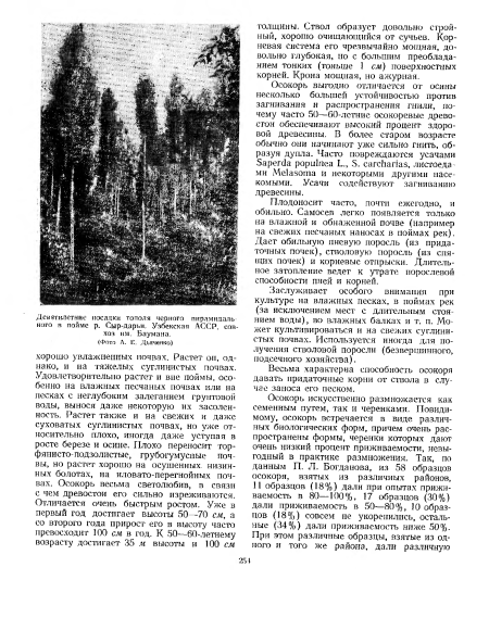 Плодоносит часто, почти ежегодно, и обильно. Самосев легко появляется только на влажной и обнаженной почве (например на свежих песчаных наносах в поймах рек). Дает обильную пневую поросль (из придаточных почек), стволовую поросль (из спящих почек) и корневые отпрыски. Длительное затопление ведет к утрате порослевой способности пней и корней.