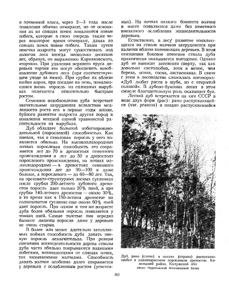 Дуб, рано (слева) ц поздно (справа) распускающийся в одновозрастном порослевом древостое. Козельский район. Калужской обл.