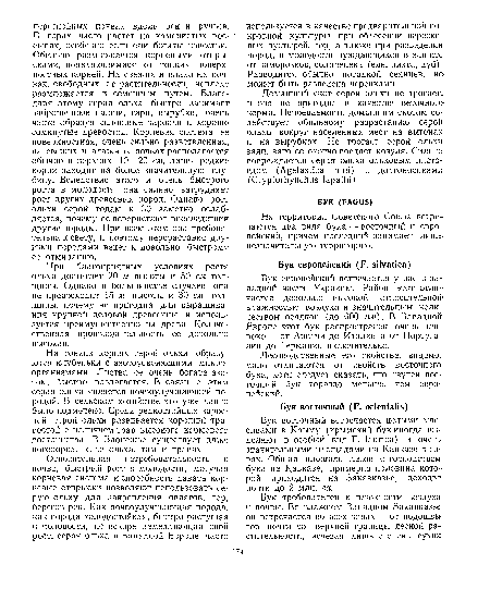 Лесоводственные его свойства, видимо, мало отличаются от свойств восточного-бука, хотя следует сказать, что изучен восточный бук гораздо меньше, чем европейский.