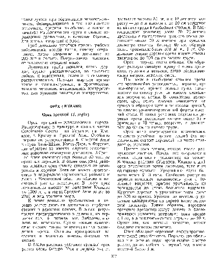 Древесина граба тяжелая, очень твердая, трудно раскалываемая, но довольно гибкая и эластичная, склонна к сильному растрескиванию. Находит широкое применение в машиностроении, в производстве ткацких челноков, музыкальных инструментов, для рукояток различных инструментов.