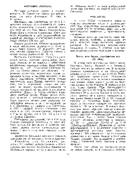 Ветла дает обильную быстрорастущую не только пневую, но и ствольную поросль.