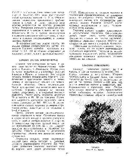 Цветет ранней весной (март—апрель), плоды созревают в июле. Созревшие плоды в сухую ясную погоду с треском раскрываются, и семена разбрасываются в стороны. В самшитовых зарослях урожай семян часто превосходит 10 млн. на 1 га. Подрост самшита часто появляется в огромном количестве. Стволы самшита не отличаются стройностью, обычно они довольно кривые, сучковатые.