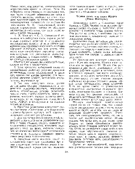 Количество света, потребное для удовлетворительного роста молодняков этой сосны, составляет Vio полного солнечного света, падающего на открытую поверхность. Но хорошие молодняки черной сосны наблюдаются только при доступе Vs полного солнечного света.