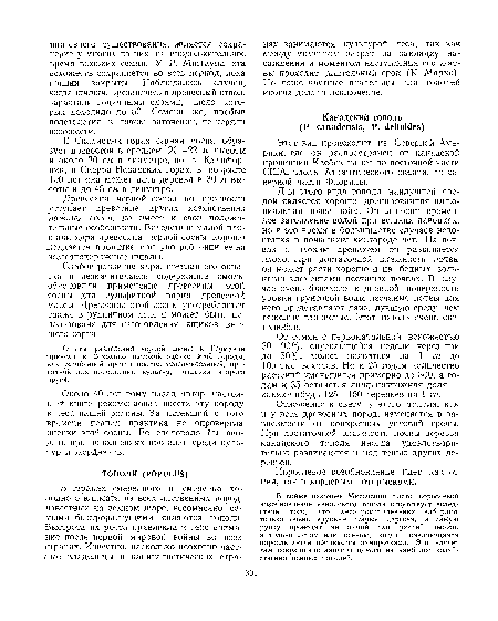 Слабое развитие ядра, светлая его окраска и незначительное содержание смолы обусловили применение древесины этой сосны для сульфитной варки древесной массы. Древесина этой сосны употребляется также в рудничном деле и может быть использована для изготовления ящиков высшего сорта.