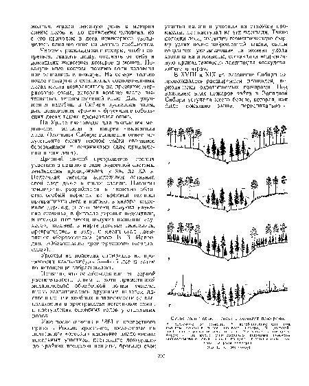 Человек раскладывает костры, чтобы согреться, сварить пищу, отогнать от себя и домашних животных комаров и мошек. Не-затушенные костры помимо воли человека превращались в пожары. На севере только после пожаров в смешанных сосново-еловых лесах могла возвращаться на прежнюю,территорию сосна, которая вообще часто вытеснялась теневыносливой елью. Для улучшения пастбищ в Сибири пускались палы, для повышения урожаев брусники в тобольских лесах также применялся огонь.