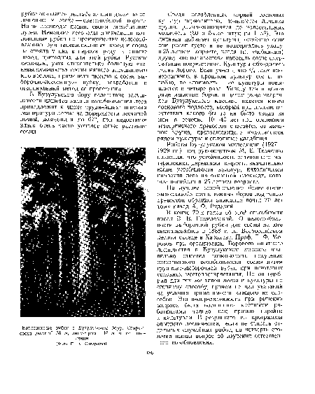 Работы Бузулукской экспедиции (1927— 1929 гг.) под руководством М. Е. Ткаченко показали, что устойчивость затененного материнскими деревьями подроста значительно выше устойчивости культур, находящихся напротив него на открытой площади, которые погибали в 25-летнем возрасте.