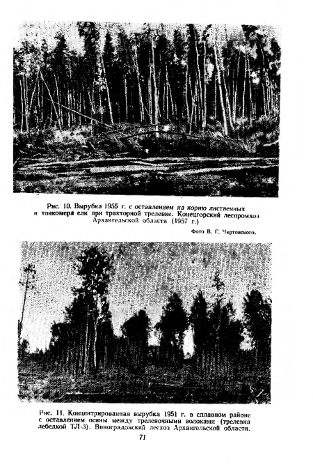 Концентрированная вырубка 1951 г. в сплавном районе с оставлением осины между трелевочными волоками (трелевка лебедкой ТЛ-3). Виноградовскнй лесхоз Архангельской области.