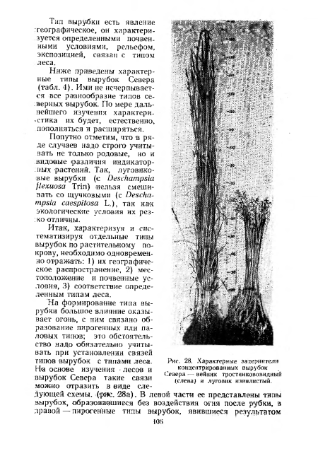 Итак, характеризуя и систематизируя отдельные тины вырубок по растительному покрову, необходимо одновременно отражать: 1) их географическое распространение, 2) местоположение и почвенные условия, 3) соответствие определенным типам леса.