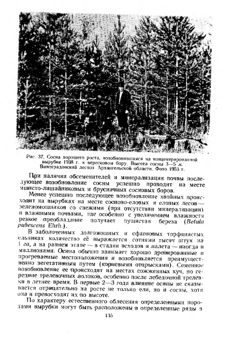 Виноградовский лесхоз Архангельской области. Фото 1953 г.