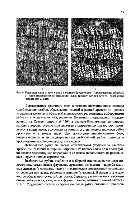 Годичные слои старой сосны в сосняке-брусничнике (Архангельская область)