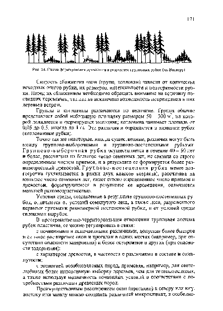 Схема формирования древостоев в результате групповых рубок {по Вагнеру)