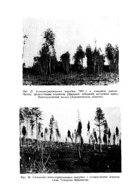 Сплошная концентрированная вырубка с оставленными семенниками. Северная Финляндия