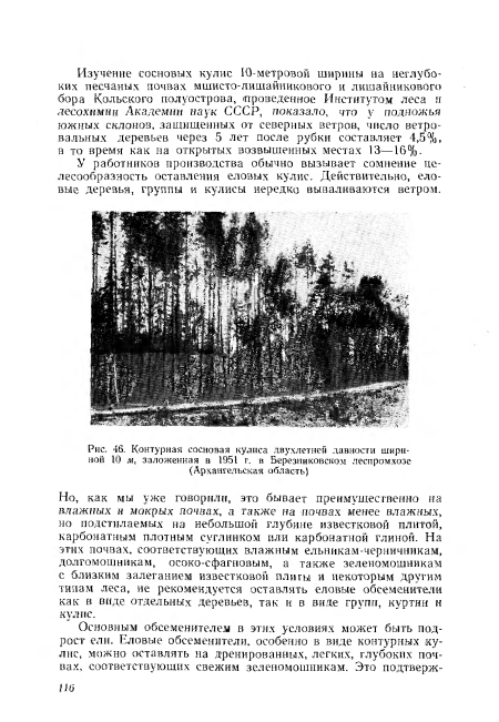 Контурная сосновая кулиса двухлетней давности шириной 10 .и, заложенная в 1951 г. в Березниковском леспромхозе (Архангельская область)