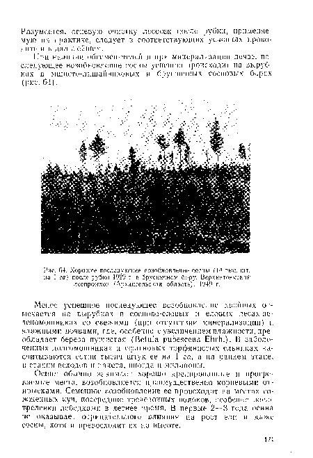 Хорошее последующее возобновление сосны (14 тыс. шт. на I га) после рубки ¡929 г. в брусничном бору. Верхнетоемскин леспромхоз (Архангельская область), 1949 г.