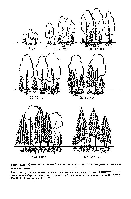 Сукцессия лесной экосистемы, в данном случае — восстановительная