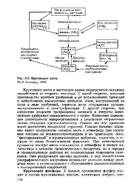 В результате какого процесса поступает азот. Круговорот азота.