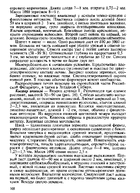 У всходов зародышевое листовое влагалище выраженное. Первый лист длиной 40—60 мм и шириной около 2 мм, линейный, у основания слабожелобообразный, к вершине плоский и заострен-ный, с ясной только средней жилкой. Листовая пластинка сверху и снизу шероховатая, по краям опушена оттопыренными длинными волосками. Влагалище волосистое. Следующий лист похож на первый, но более длинный и с хорошо заметными тремя жилками. Всходы светло-зеленые.