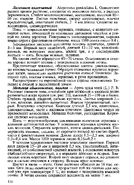 Плод — широкопленчатая зерновка, овальная, с коленчато-согнутой остью, отходящей от основания цветковой чешуйки и равной по длине зерновке. Поверхность тонкоморщинистая, окраска темно-серая с фиолетовым оттенком, масса 1000 семян около 0,4 г.