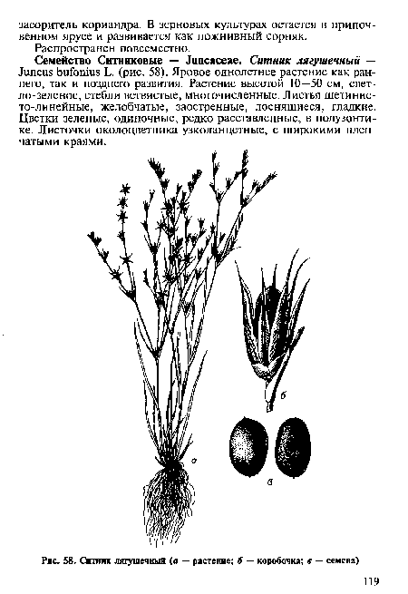 Ситник лягушечный (а — растение; б — коробочка; в — семена)