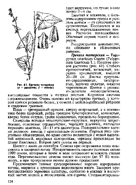 Гречиха татарская (а — растение; 6 — плоды)