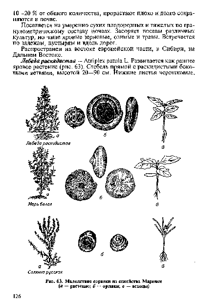 Малолетние сорняки из семейства Маревые (а — растение; б — орешки; в — всходы)