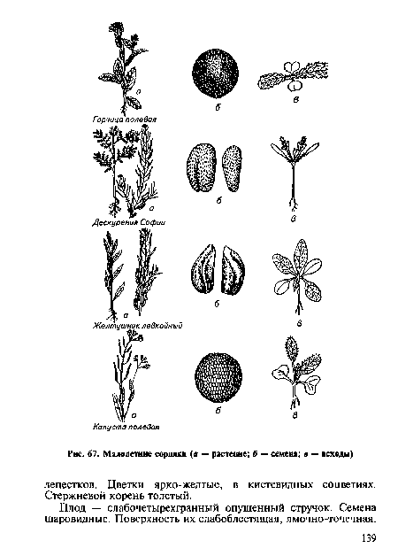 Малолетние сорняки (а — растение; б — семена; в — всходы)