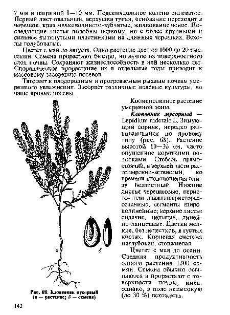 Клоповняк мусорный (а — растение; 6 — семена)