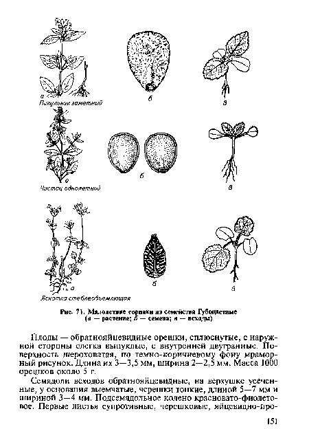 Малолетние сорняки из семейства Губоцветные (а — растение; б — семена; в — всходы)