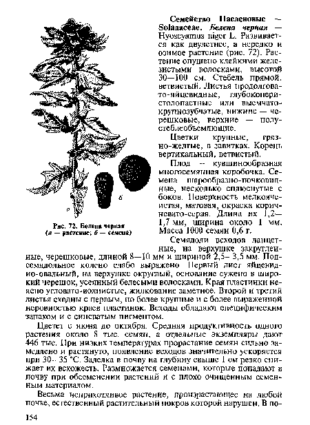 Белена черная {а — растение; б — семена)